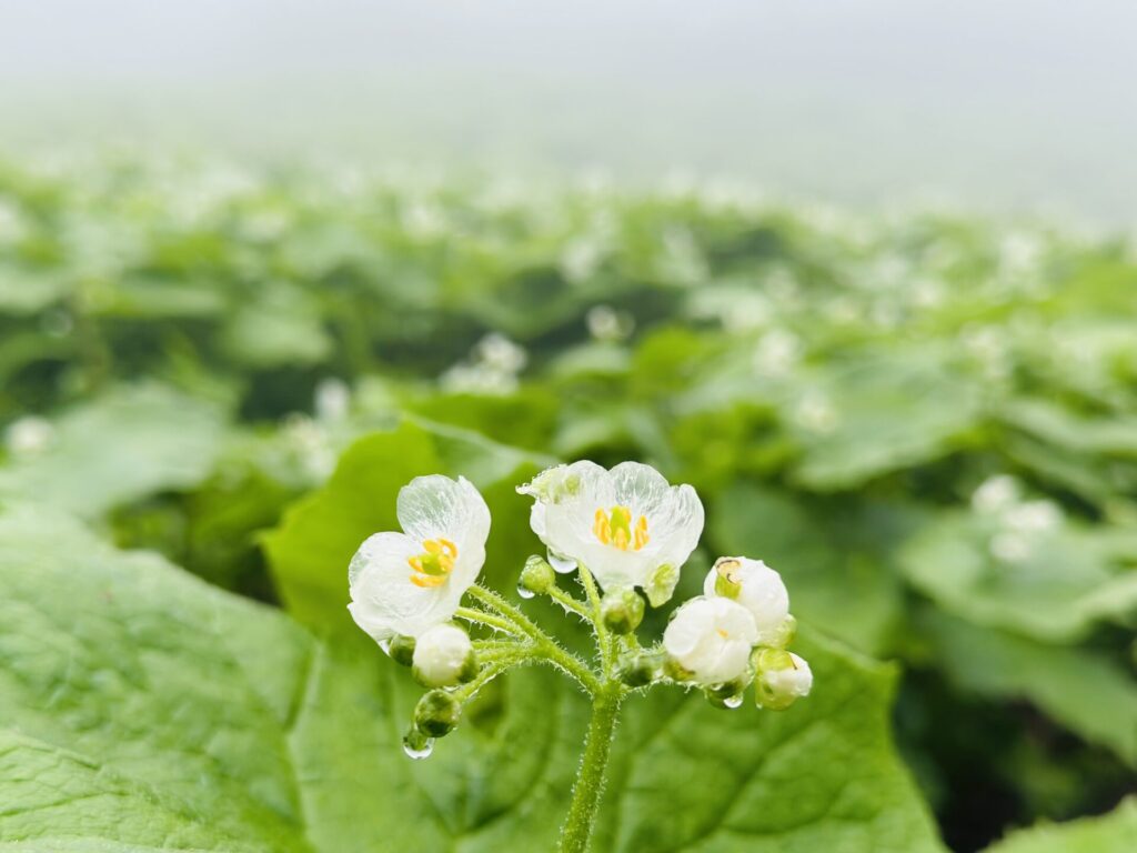 一面に咲くサンカヨウの花