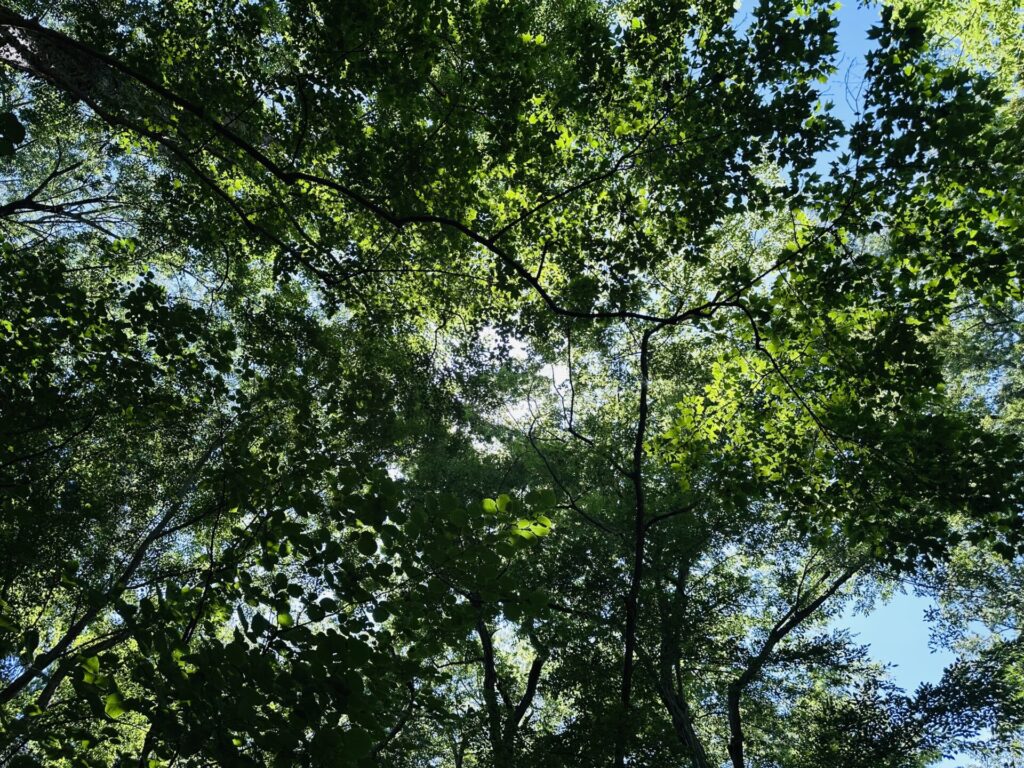 公園の新緑