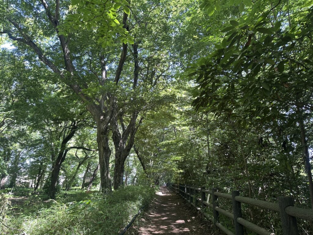 初夏の緑に囲まれた道